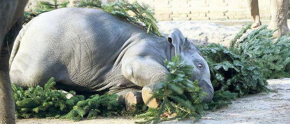 Mit Essen spielt man nicht! Anchali schon. Der junge Elefant freut sich über die Weihnachtsbäume, die ihm als Mahlzeit serviert wurden.