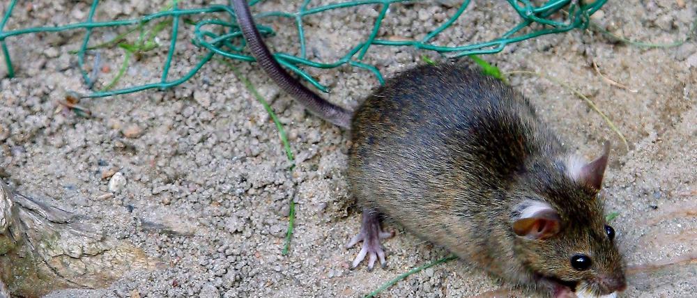 Ist eine Ratte schuld? In der Nacht zu Dienstag kam es in Tempelhof zu einem zweieinhalbstündigen Stromausfall. In der betroffenen Netzstation wurde tote Ratte gefunden.