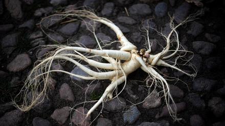 Pflanzen wie Ginseng können die Gesundheit fördern. Was nach drei Monaten nicht wirkt, kann man jedoch getrost sein lassen.