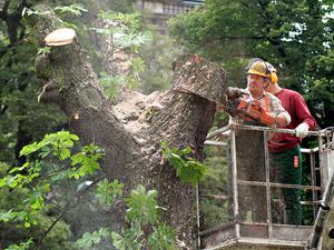 Baumfällung in Berlin.