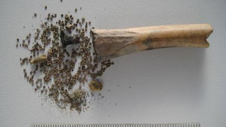 Ausgehöhlter Tierknochen mit Samen des Bilsenkrauts.