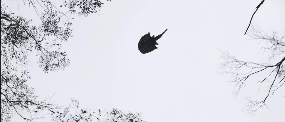 Fliegendes Weibchen mit Baby auf dem Rücken. Den Flausch und ihre Niedlichkeit haben die Greater Gliders mit den Koalas gemein. 