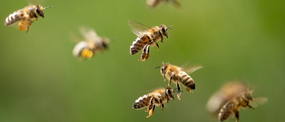 Im Umfeld von Hochspannungsleitungen wurde bei Pflanzen nur noch ein Drittel der Bienenbesuche beobachtet