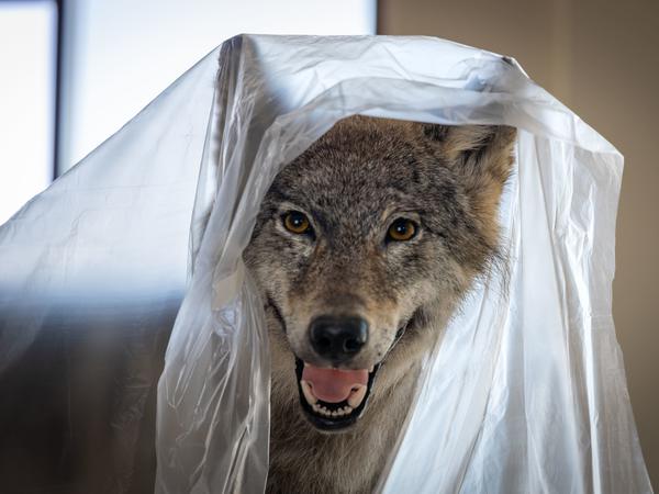 Ein präparierter und noch teilweise mit Folie abgedeckter Wolf wartet auf die Eröffnung des Naturerlebniszentrums. 