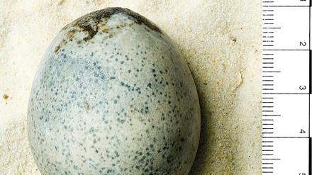 Dieses Ei aus römischer Zeit wurde im Jahr 2011 im mittelenglischen Aylesbury gefunden.