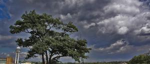 Einzelner Baum mit großer Krone auf dem Tempelhofer Feld mit dicken Gewitterwolken.