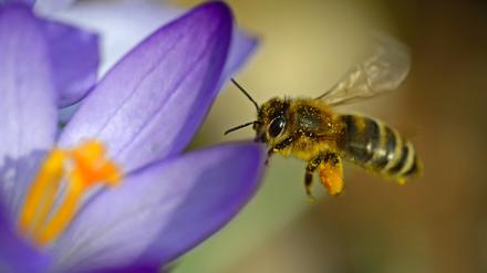 Bienen sind weltweit vom Aussterben bedroht.