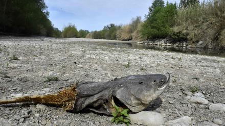 Ein toter Fisch im April in einem ausgetrockneten Flussbett in Südfrankreich.