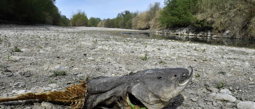 Ein toter Fisch im April in einem ausgetrockneten Flussbett in Südfrankreich.