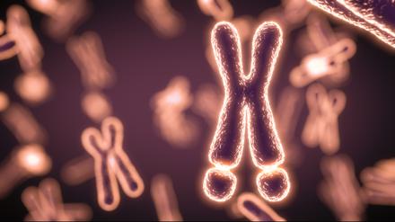 Illustration eines  X-Chromosoms.