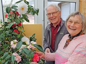 Gerda und Klaus Richter aus Berlin-Marzahn züchten 100 verschiedenen Sorten Kamelien in ihrem Gewächshaus.