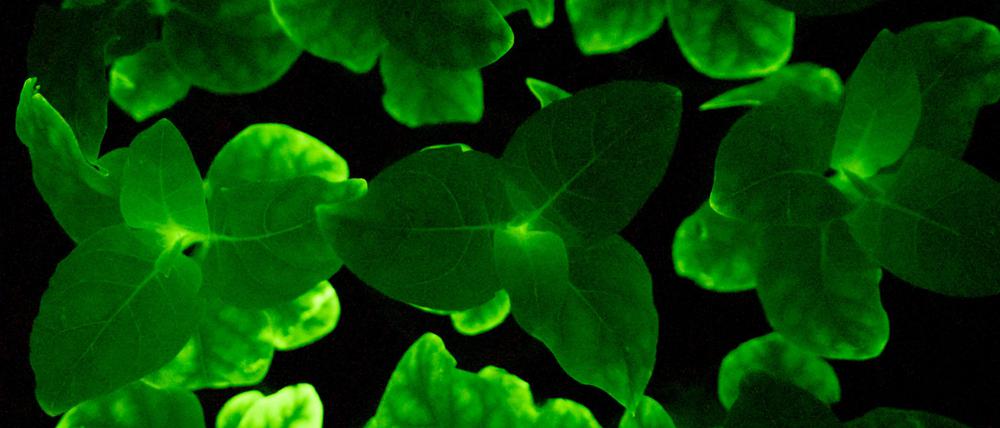 Glühwürmchen-Petunien können dank der Gene einer Leuchtpilz-Art biolumineszieren.