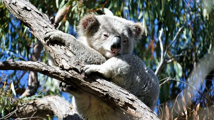 Ein Koala in einem Eukalyptusbaum 