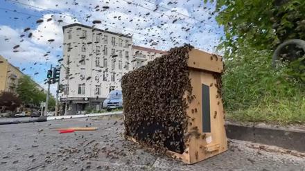 Bienenattacke an der Kreuzung Petersburger Straße/Kochhannstraße.