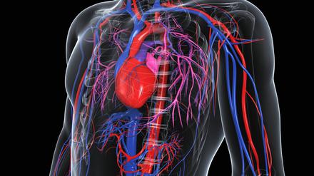 Die Aorta (rot) nimmt als Hauptschlagader das Blut aus dem Herzen auf und reicht bis ins Becken. 