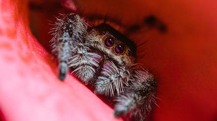 Krabbel-Panik: Schätzungsweise fünf Prozent der deutschen Bevölkerung hat Angst vor Spinnen.