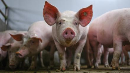 Niedersachsen, Kreis Emsland: Eine Gruppe von Schweinen im Mastbetrieb in einem Stall mit Vollspaltenböden (Archivbild vom 30.03.2023).