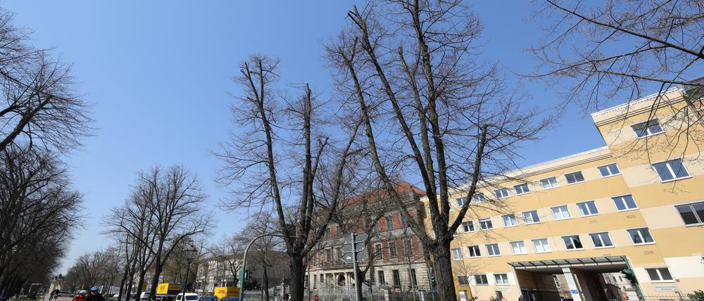 Potsdams Bäume sind in einem schlechten Zustand.