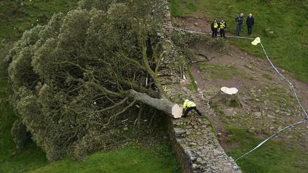 Der Baum wurde glatt abgesägt und fiel auf die Mauer des Hadrianswalls. Die Baumkrone liegt auf der anderen Seite.