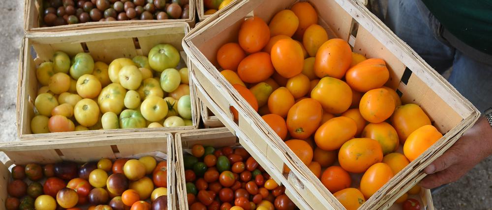 Sachsen-Anhalt: In der Gärtnerei Schmidt in Latdorf bei Bernburg werden geerntete Tomaten für den Verkauf auf Wochenmärkten zusammengestellt (Archivbild vom 7. August 2018).