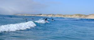 Glatt, regelmäßig, kraftvoll: Die Wellen an der Küste von Nordjütland bieten für Surferinnen und Surfer ideale Bedingungen. 