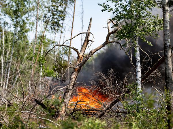 Flammen schlagen in einem Waldstück nahe Jüterbog in die Höhe. Auffrischender Wind hat den Waldbrand in einem mit Munition belasteten Waldgebiet südlich von Berlin angefacht und die betroffene Fläche auf 326 Hektar mehr als verdoppelt. 