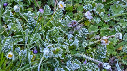Raureif bedeckt Pflanzen auf einer Wiese in einem Garten. Nach Frost am Morgen gibt es in Berlin und Brandenburg am Montag Wolken und etwas Regen.
