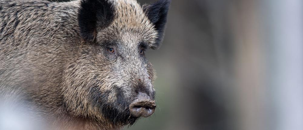 Wildschweine graben gerne nach Pilzen, die teils radioaktiv belastet sind.