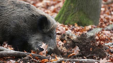 Ein Wildschwein wühlt im Gut Leidenhausen das Erdreich auf. 