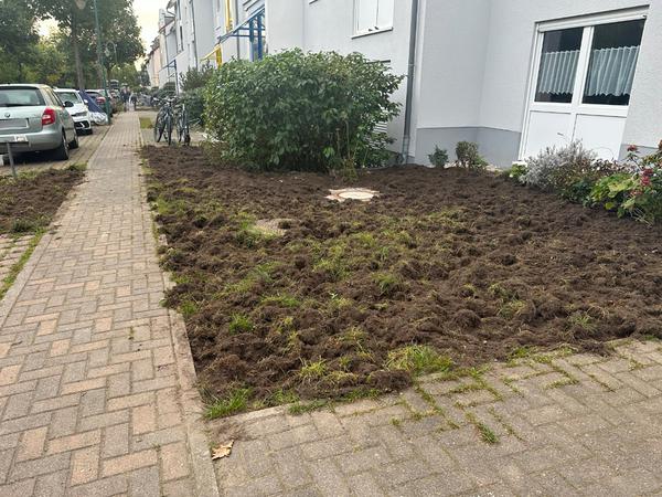 Ein Vorgarten in Kleinmachnow. Wildschweine haben dort zuvor nach Schilderung eines Bürgers den Rasen umgegraben.
