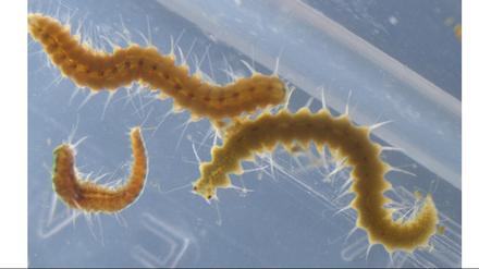 Zwei Hinterteile von Megasyllis nipponica-Würmern, ein männliches (oben) und ein weibliches (unten), nach der Trennung der ursprünglichen Körper.