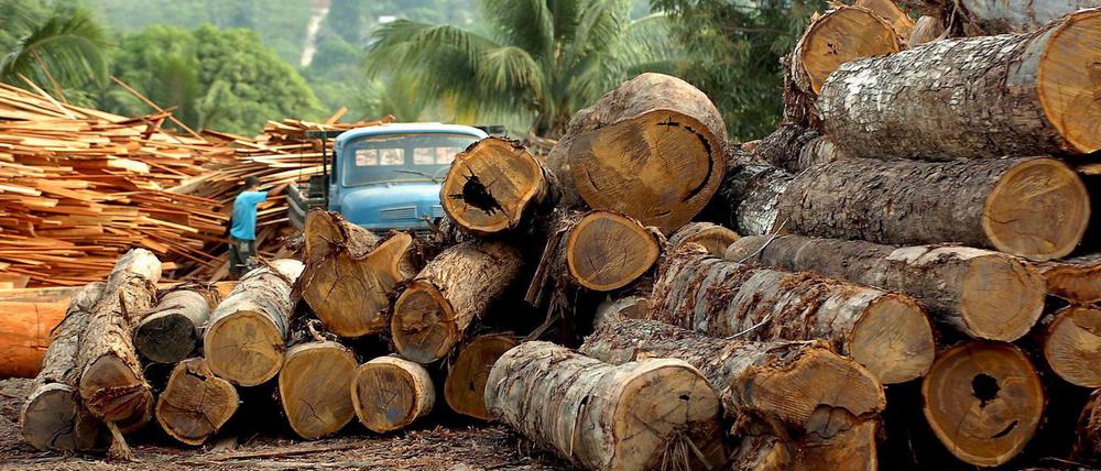Die Abholzung des Regenwaldes im Amazonas-Gebiet geht wieder rascher voran.