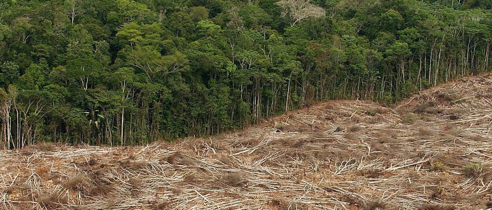 Wegen der starken Zunahme von Regenwald-Rodungen in Brasilien will das Bundesumweltministerium die Förderung von Projekten zum Schutz von Wäldern stoppen.
