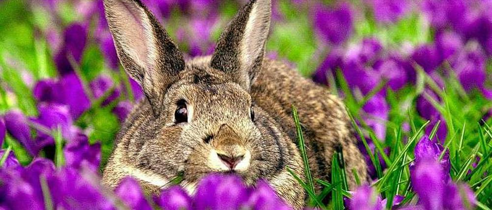 En Kaninchen im Blumenbeeti