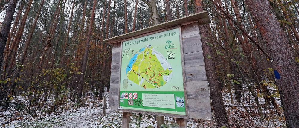 Potsdams Wälder sind in einem schlechten Zustand.