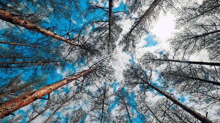 Laut Forstbehörde droht ein Kahlschlag schon in diesem Sommer, tote Bäume erhöhen die Waldbrandgefahr.