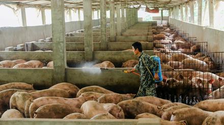 Vorsichtsmaßnahme: Ein Arbeiter desinfiziert einen Schweinestall in Guangan in der Provinz Sichuan.