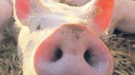 Seit dem Dioxin-Skandal ist vielen die Lust auf Schweinefleisch vergangen. Foto: dapd