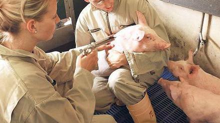 Gut versorgt. Medizinische Versorgung in der Tierhaltung ist unerlässlich. Beim Einsatz von Antibiotika sollen es die Veterinäre jedoch zuweilen übertreiben. 