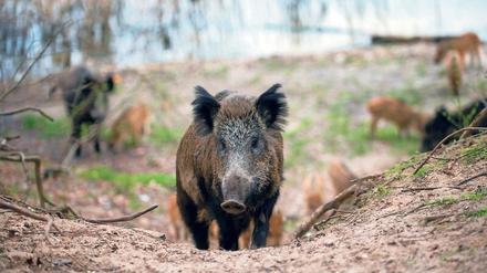 Gefahr aus dem Wald. Weil Wildschweine ihre zahmen Artgenossen anstecken können, sollen sie dezimiert werden. Jäger haben grünes Licht. 
