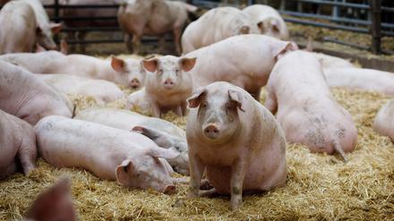 Arme Schweine: Im Schnitt sind 40 Prozent der Tiere krank.