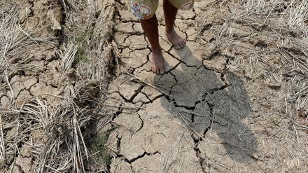 Ein Bauer in Thailand geht über ein verdorrtes Feld während der El-Niño-Phase im März 2016.