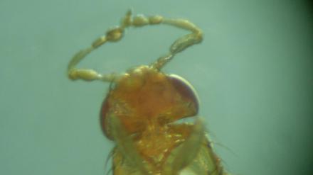 Ist das Gen „Antennapedia“ mutiert, wachsen der Fruchtfliege Drosophila melanogaster am Kopf Beine anstelle von Antennen.