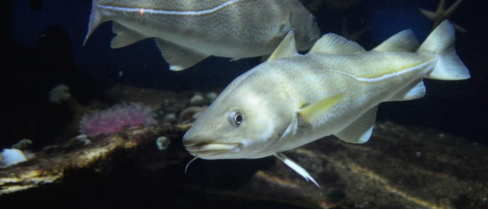 Als Wanderfisch ist der Dorsch stark von Umwelteinflüssen abhängig. Nahrungsgründe liegen in kälteren Regionen, zum Laichen ziehen die Fische in wärmere Regionen.
