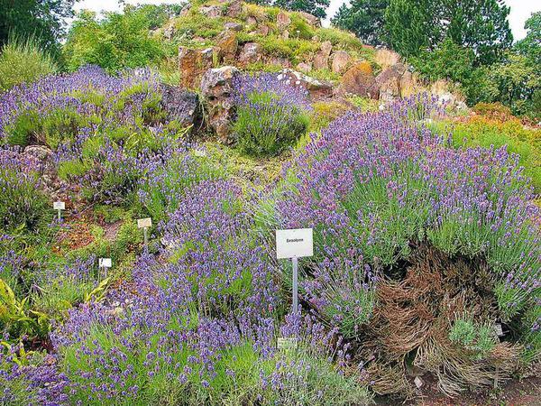 Pflanzliche Vielfalt auf engstem Raum: Lavendelblüte in den Seealpen....