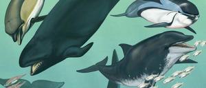 Genverluste prägten die Evolution von Walen und Delfinen. 