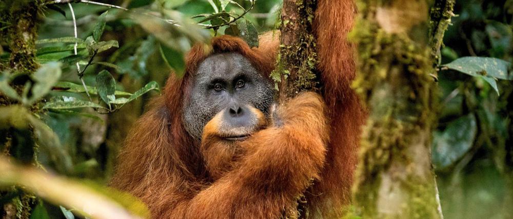 Die Orang Utan Art "Pongo tapanuliensis" haben die Forscher neu entdeckt - sie ist aber vom aussterben bedroht.