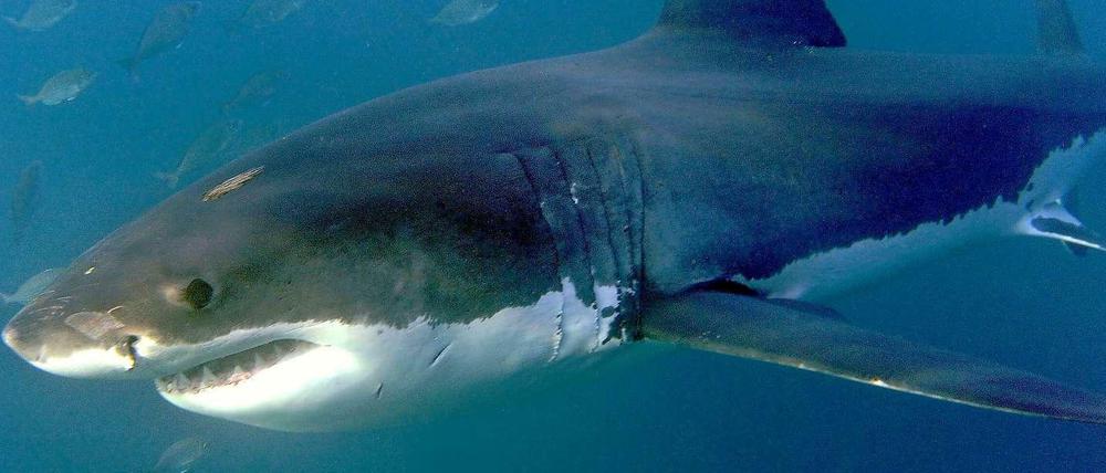 Gefährlich. Ein Weißer Hai im Indischen Ozean. Um Surfer vor Attacken der Räuber zu schützen, werden in Australien Köderleinen ausgebracht. Tiere, die sich dort verfangen und mindestens drei Meter lang sind, werden getötet. 