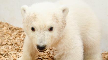 Dreieinhalb Monate ist das Eisbären-Jungtier inzwischen alt.