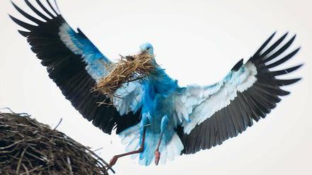 Anflug in Blau. Experten rätseln, woher die Verfärbung des Storchs kommt, der im Landkreis Märkisch-Oderland gesichtet wurde. Foto: ddp